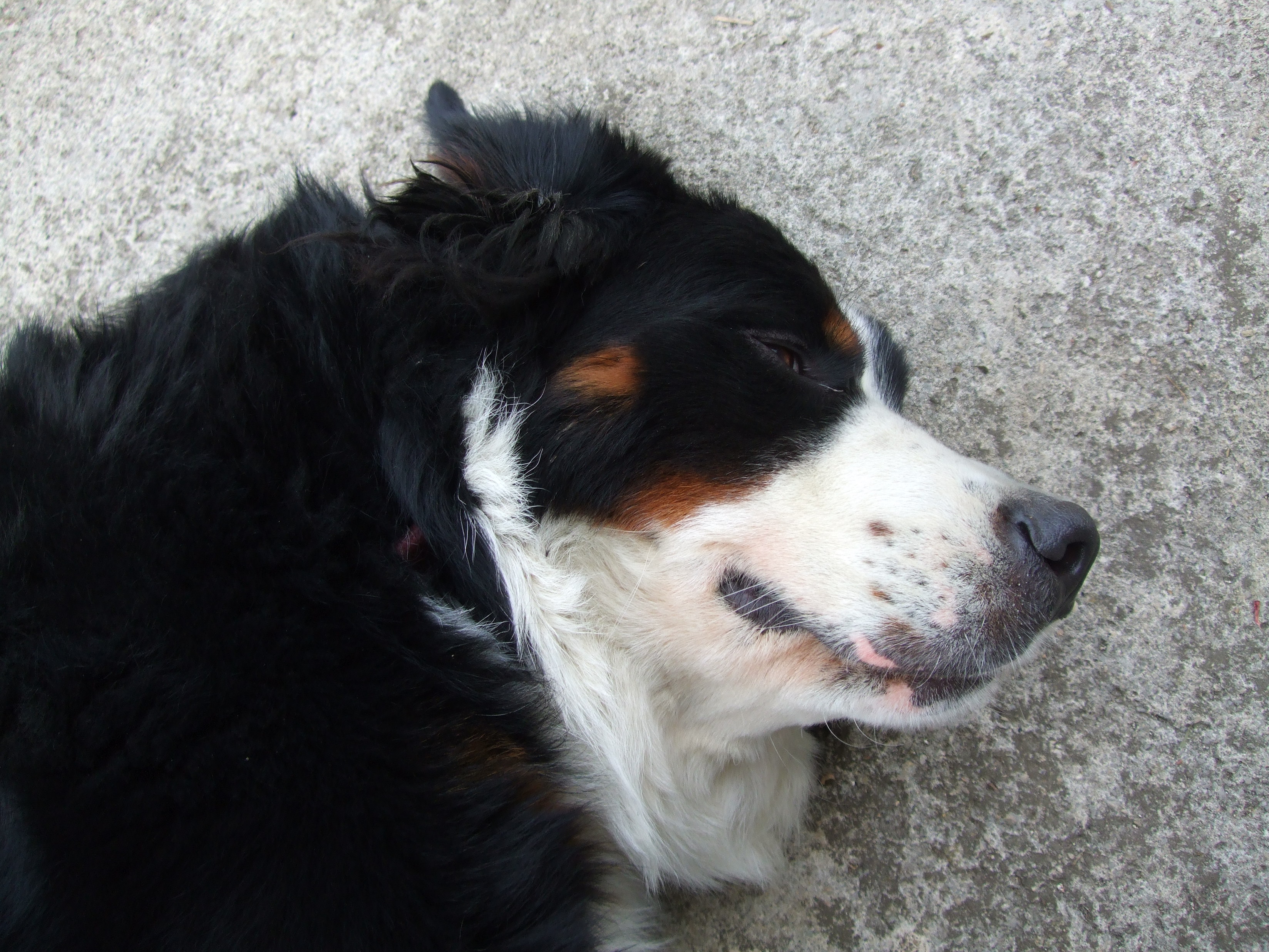 and Bernese Mountain Dog